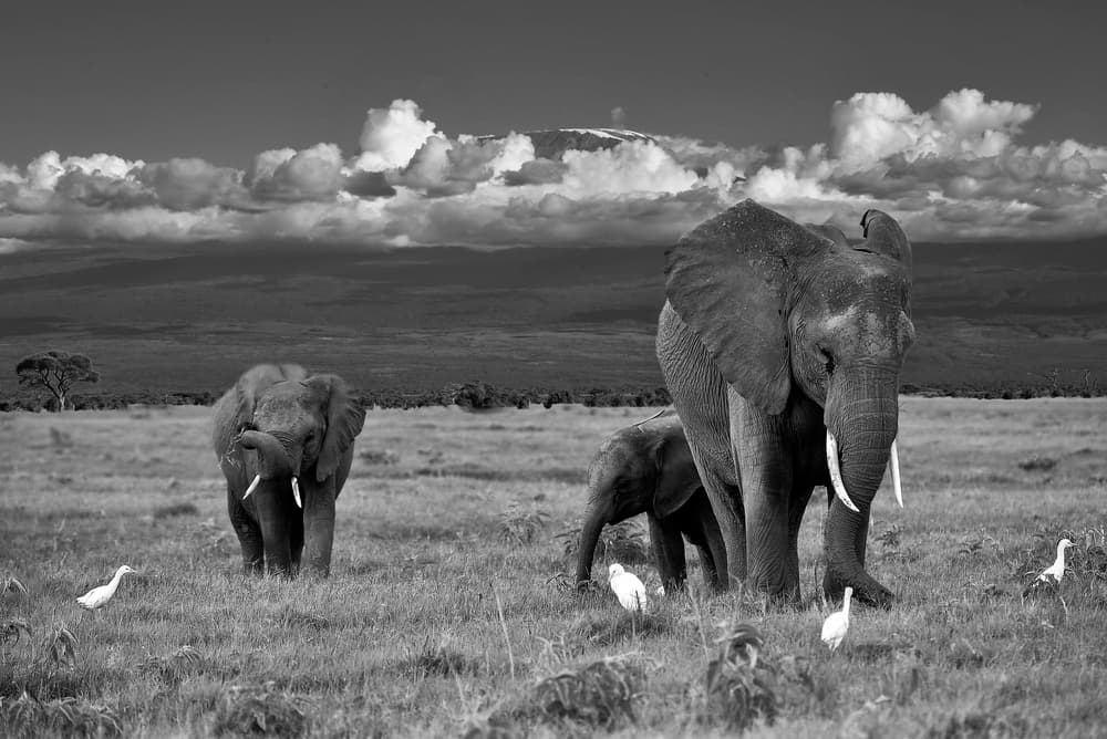 Kilimanjaro Elephants by Mallal Moshe — canvas wall art