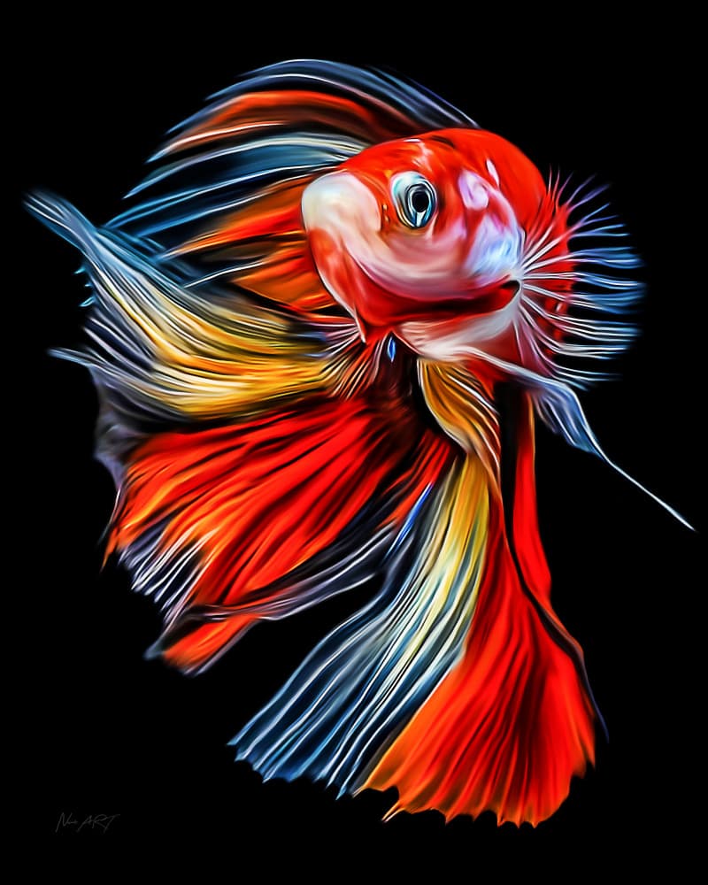 Vibrant Betta Fish by Lord Amihere — canvas wall art