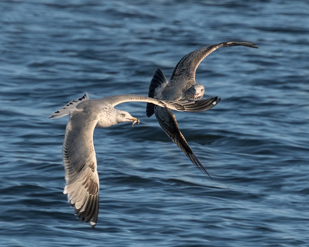 Seagull Food Chase by Leah Xu — canvas wall art