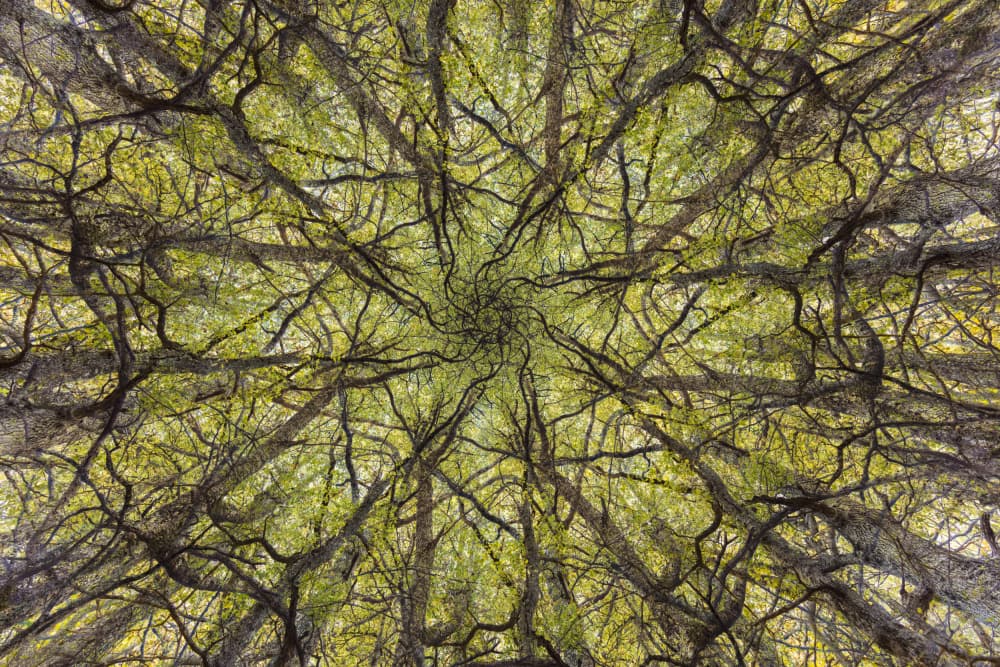 Vibrant Canopy Pattern by AiToR Badiola — canvas wall art