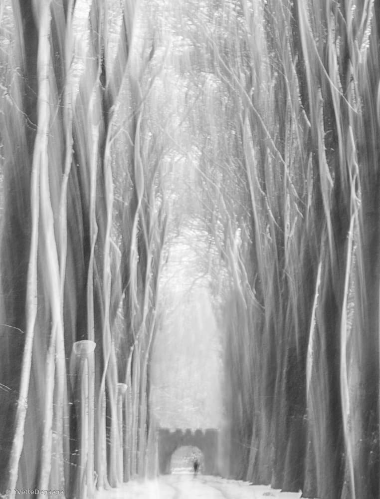 Solitary Winter Path by Yvette Depaepe — canvas wall art