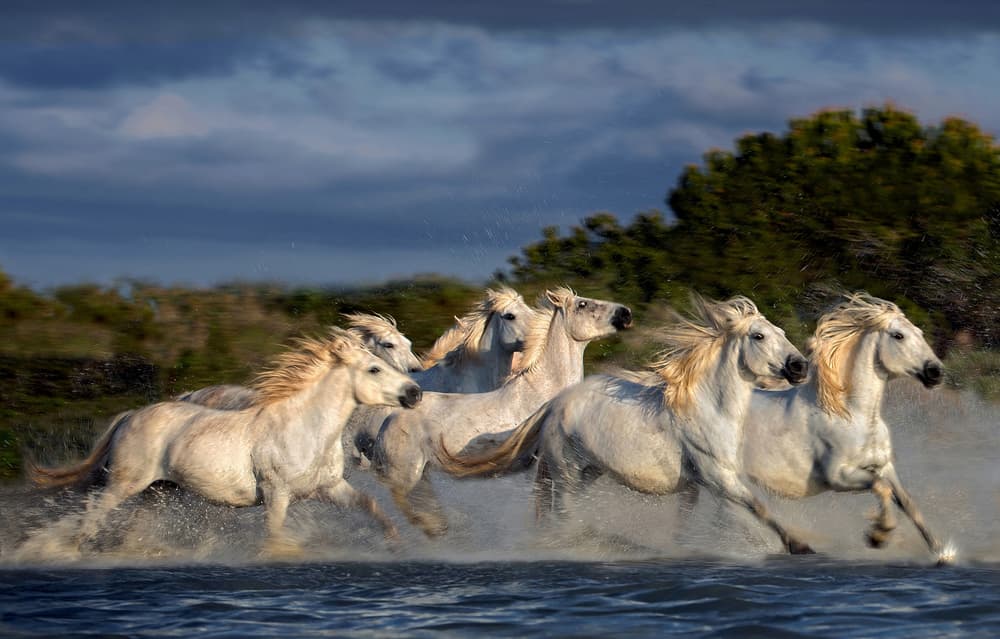Galloping White Horses by Xavier Ortega — canvas wall art