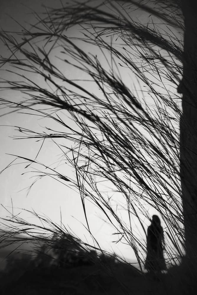 Solitary Grass Silhouette by Ali Ayer — canvas wall art