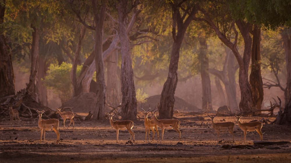 African Impalas Golden Hour by Pavol Stranak — canvas wall art