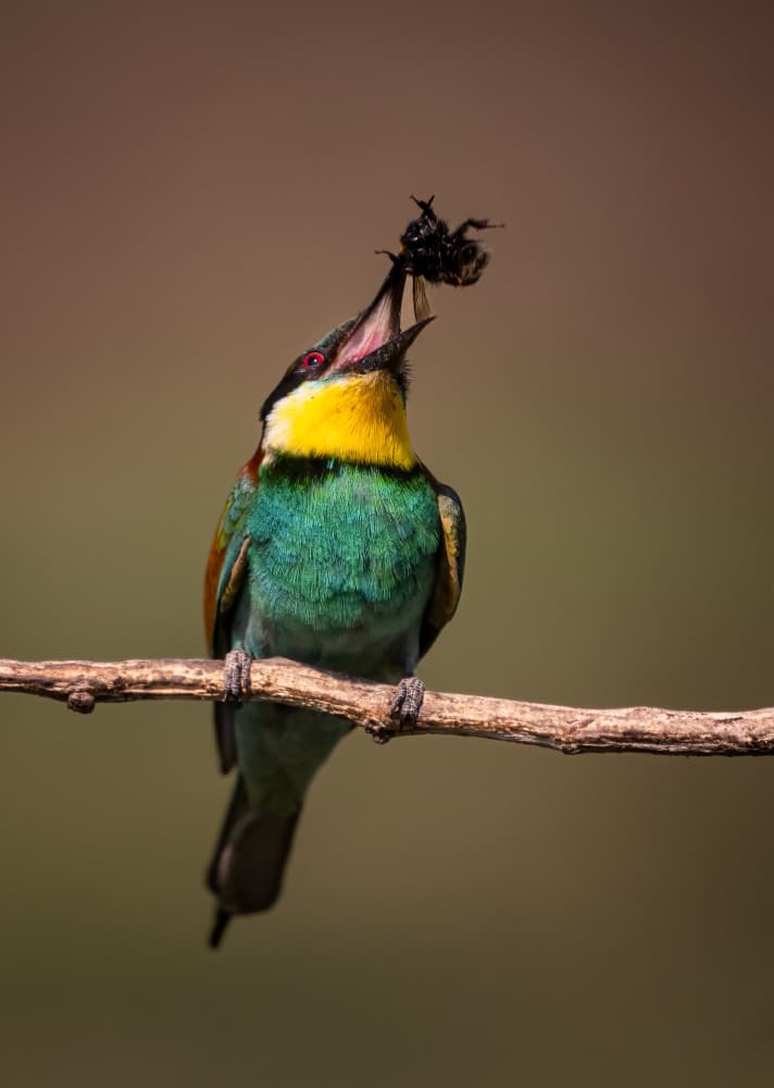Vibrant Bee-eater Feeding by Vicki Lai — canvas wall art