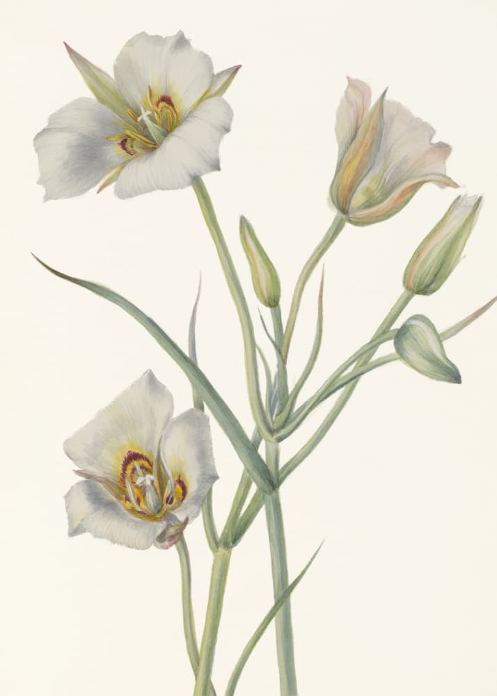 Sego Lily