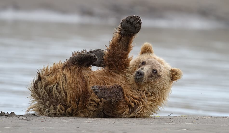 Playful Grizzly Cub by Alfred Forns — canvas wall art