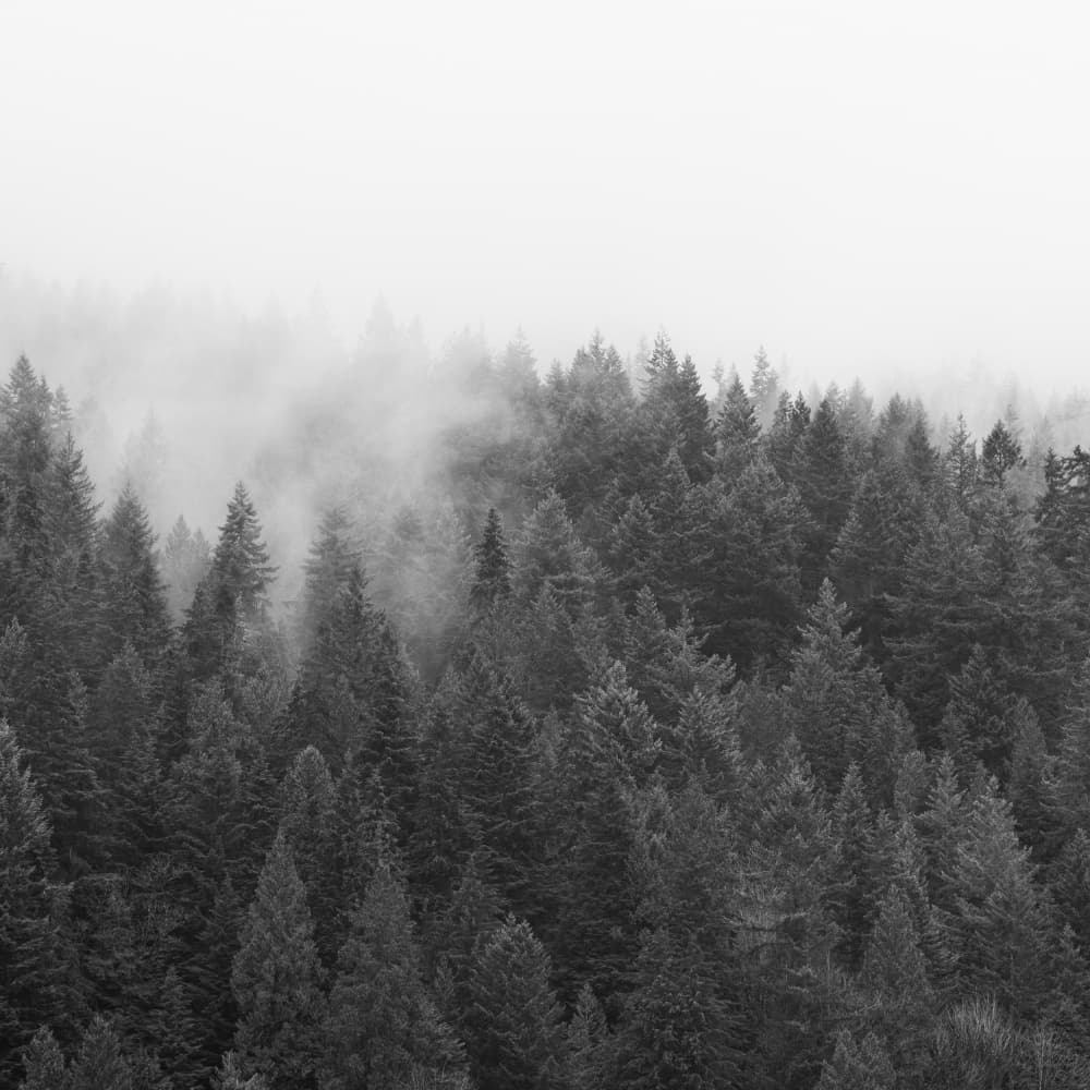 Misty Evergreen Forest by Lynann Colligan — canvas wall art