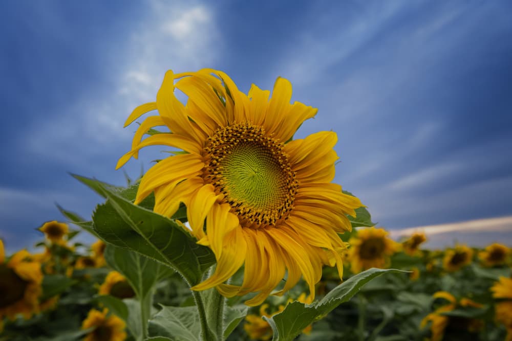 Vibrant Sunflower Blue Sky by Ming Chen — canvas wall art