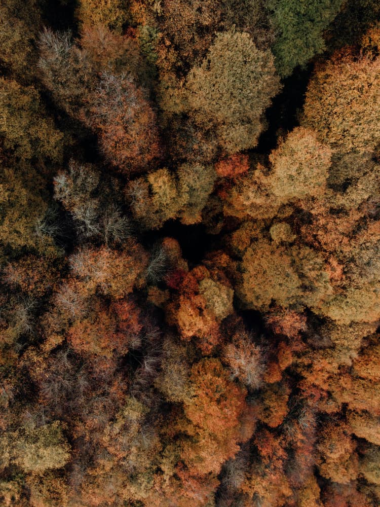 Colorful Fall Forest View by Javier Pardina — canvas wall art