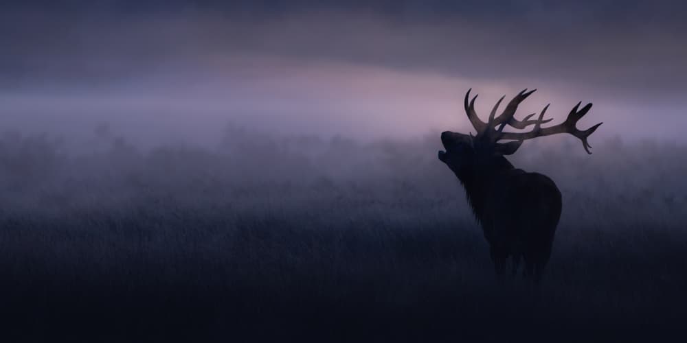 Majestic Elk in Fog by Kutub Uddin — canvas wall art