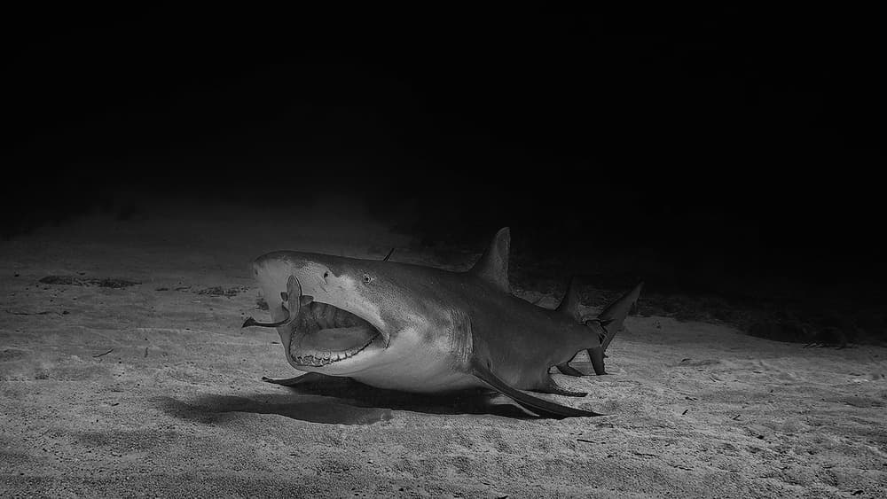 Deep Sea Shark by Jennifer Lu — canvas wall art