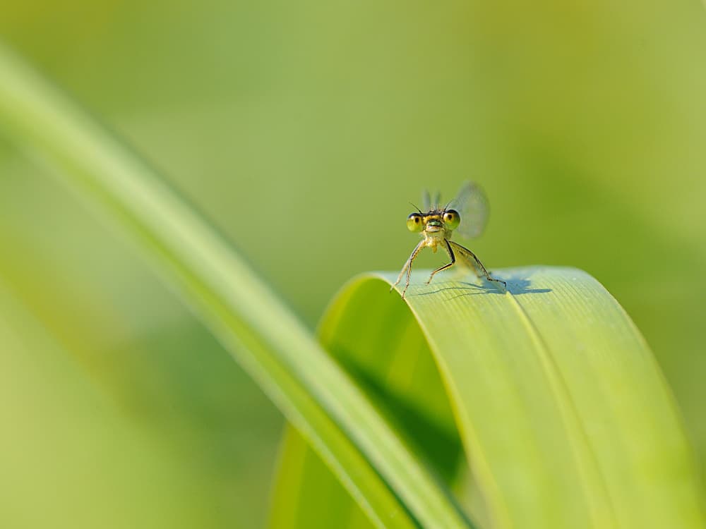 Curious Damselfly on Green Leaf by Luc Baekelandt — canvas wall art