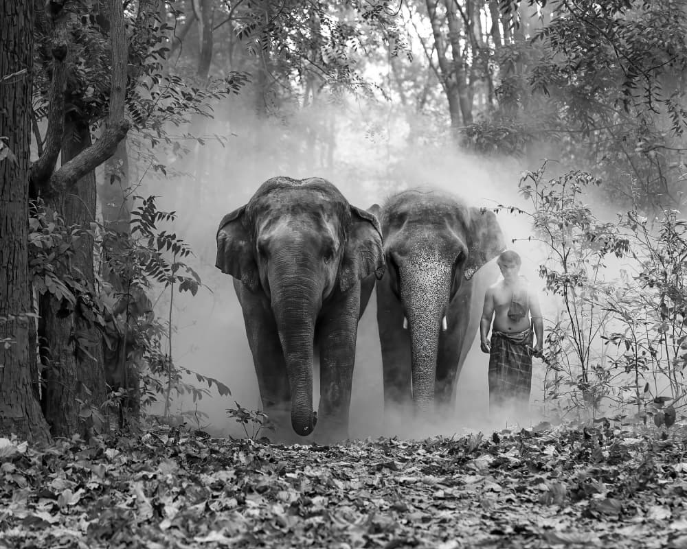Elephants in Misty Forest by Dev Sirikulthada — canvas wall art