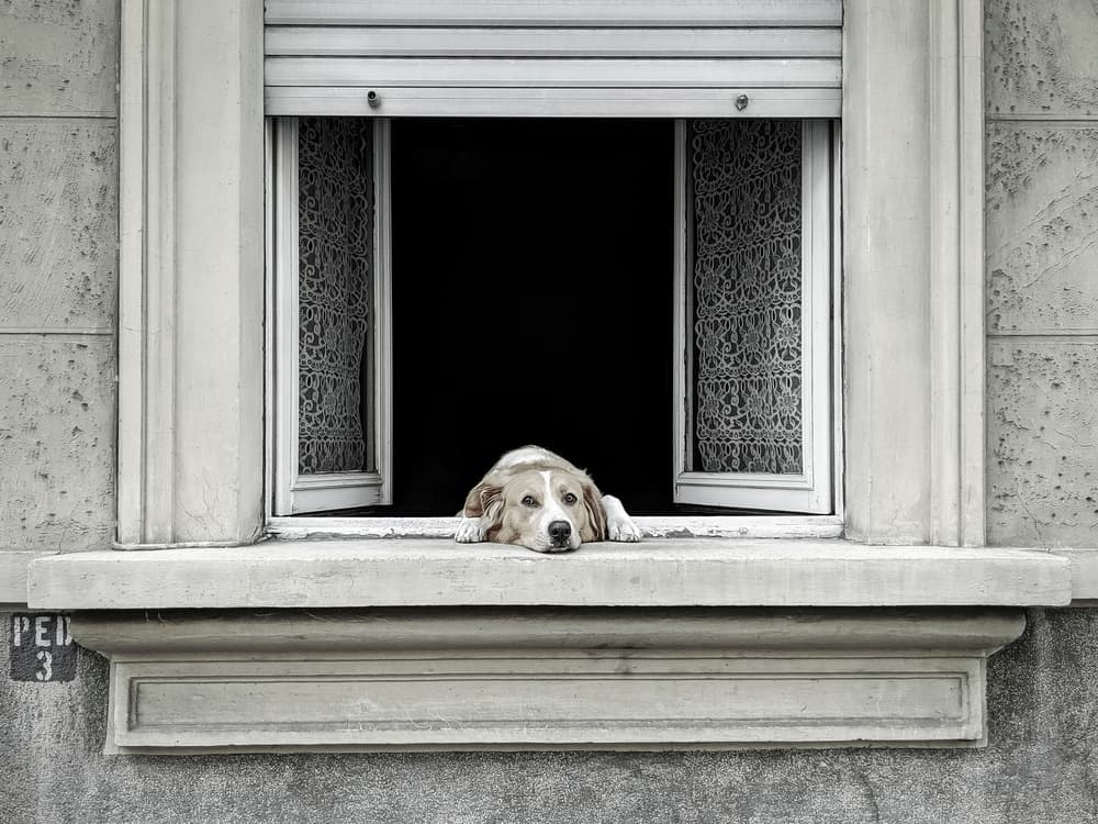 Dog's Quiet Watch by Giorgio Toniolo — canvas wall art