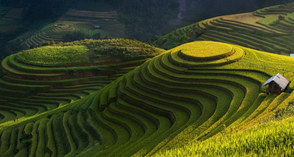Golden Rice Terraces by Jakkree Thampitakkull — canvas wall art