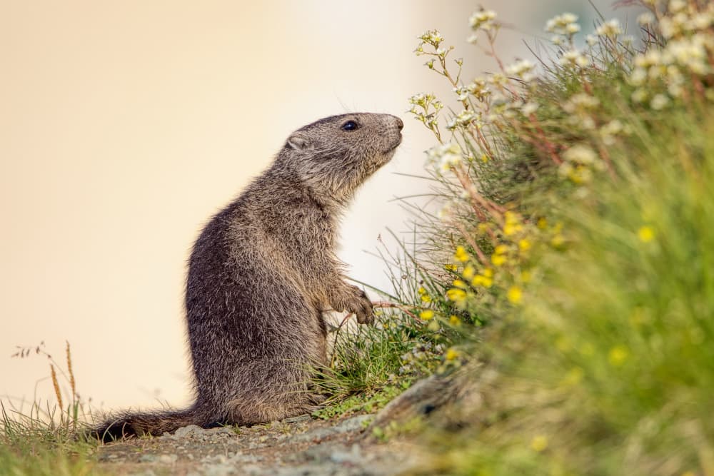 Curious Marmot Sniffs Flowers by Judith Kuhn — canvas wall art