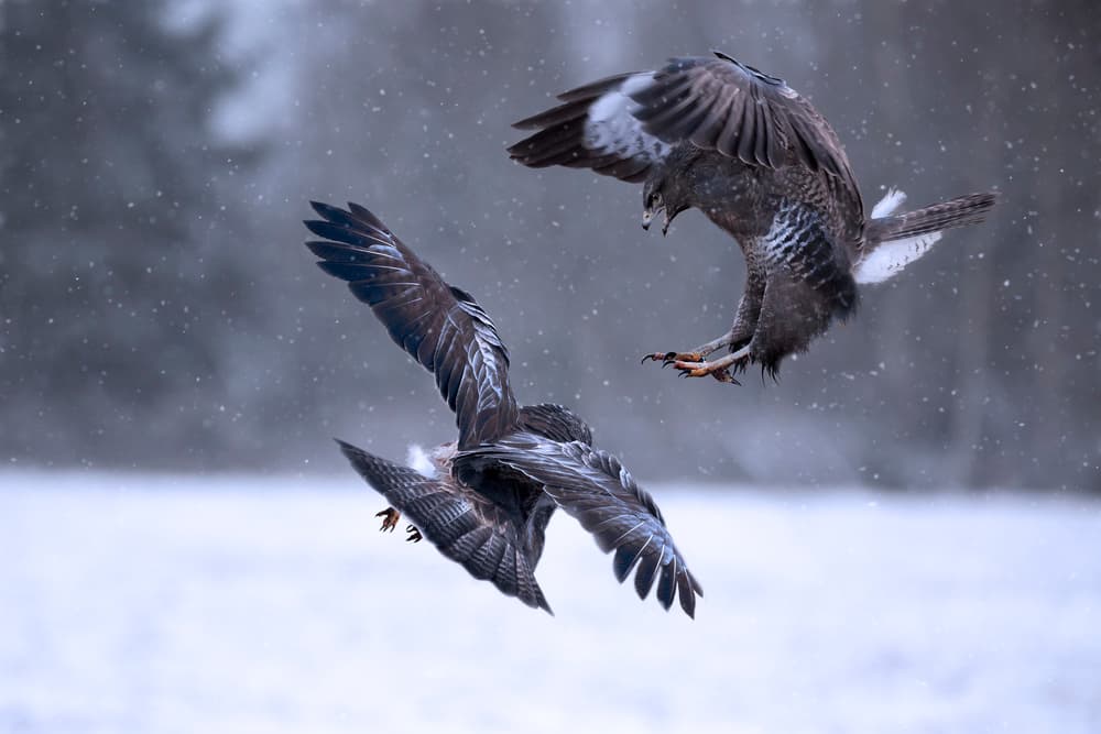 Winter Buzzard Clash by Doris Reindl — canvas wall art