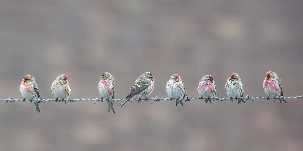 Redpolls On Barbed Wire by Annie Keizer — canvas wall art