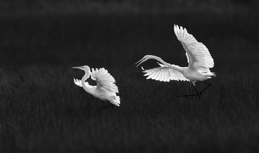 Egrets In Motion by Xiaobing Tian — canvas wall art