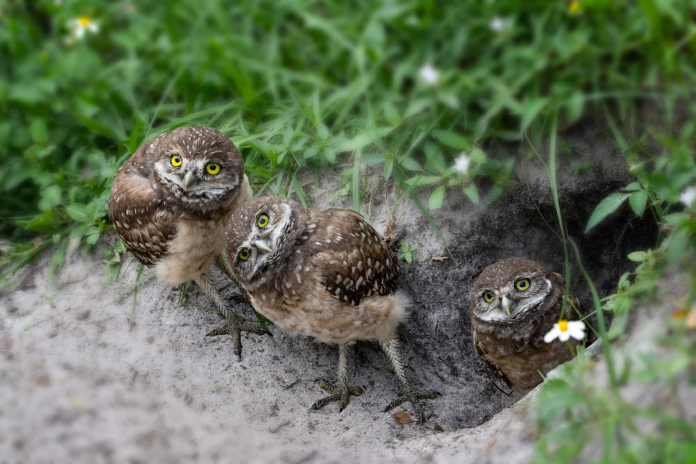 Three Curious Owlets by Ti Wang — canvas wall art