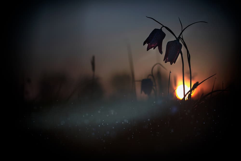 Ethereal Sunrise Bloom by Wil Mijer — canvas wall art