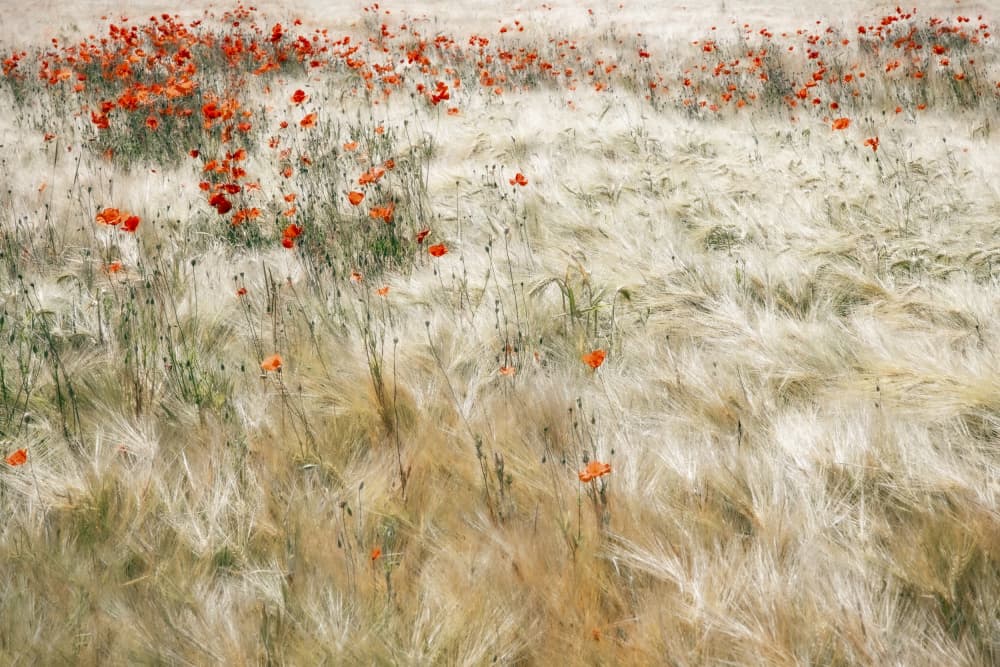 Summer Poppy Field by Gilbert Claes — canvas wall art