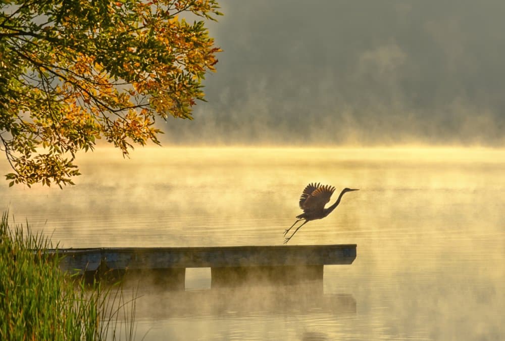 Misty Morning Heron Flight by Eric Zhang — canvas wall art