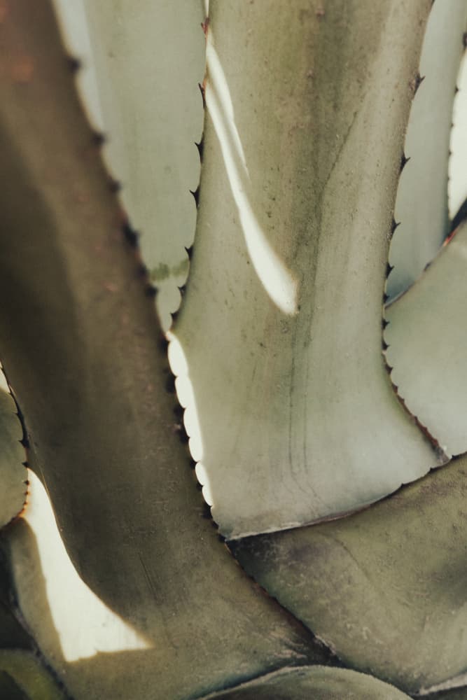 Organic Agave Textures by Pictufy Studio III — canvas wall art
