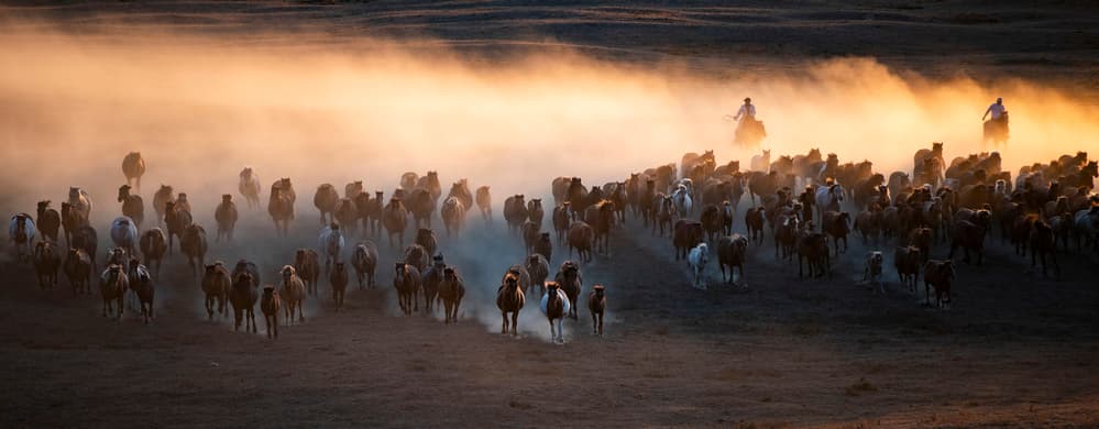 Golden Horse Stampede by Qiang Liu — canvas wall art