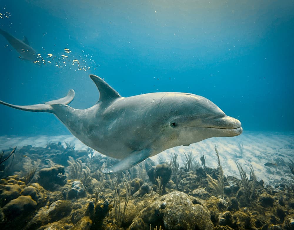 Dolphin by Ronald Scott Johnson — canvas wall art