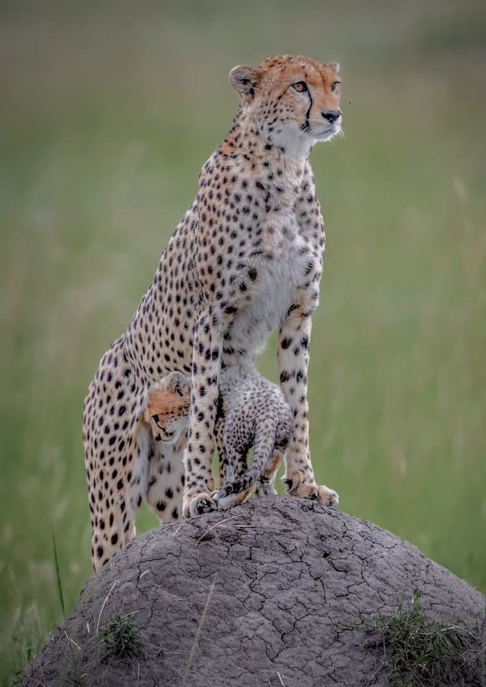 Watchful Cheetah Family by Roshkumar — canvas wall art