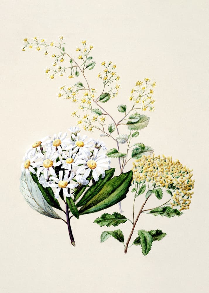 Senecio Drawn By Sarah Featon (1848–1927) by Sarah Featon — canvas wall art
