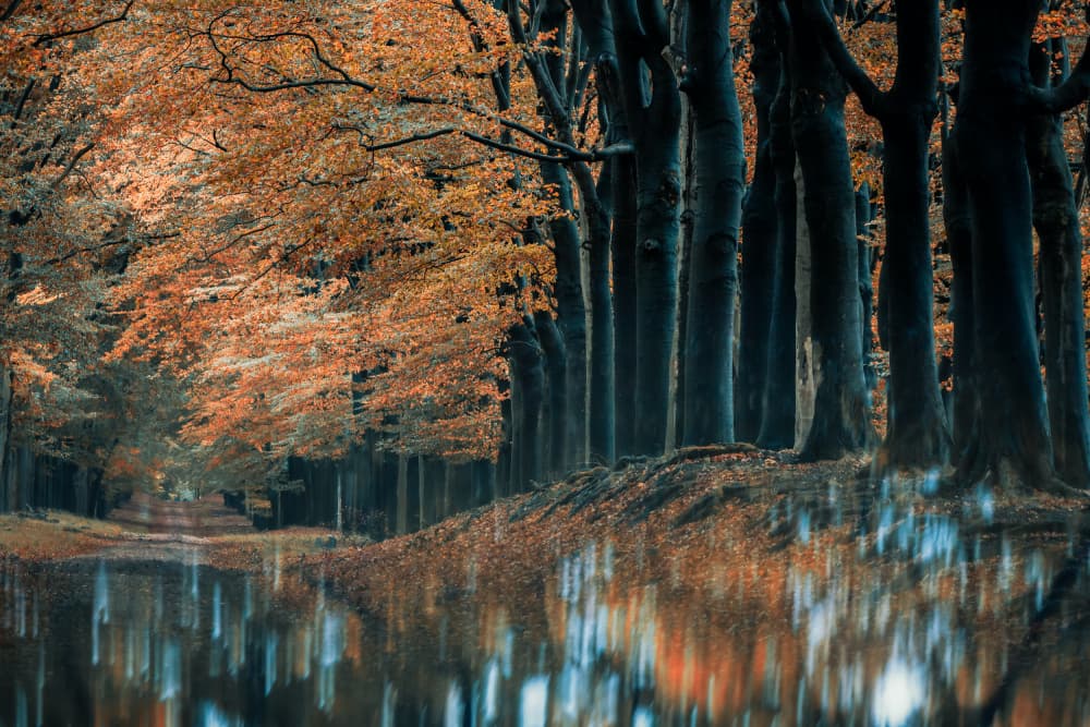 Autumn Forest Reflections by Marion Keijzer — canvas wall art