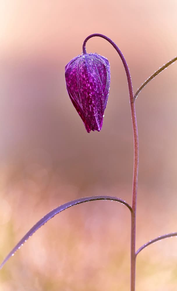 Purple Dewdrop Flower by Stuart Williams — canvas wall art