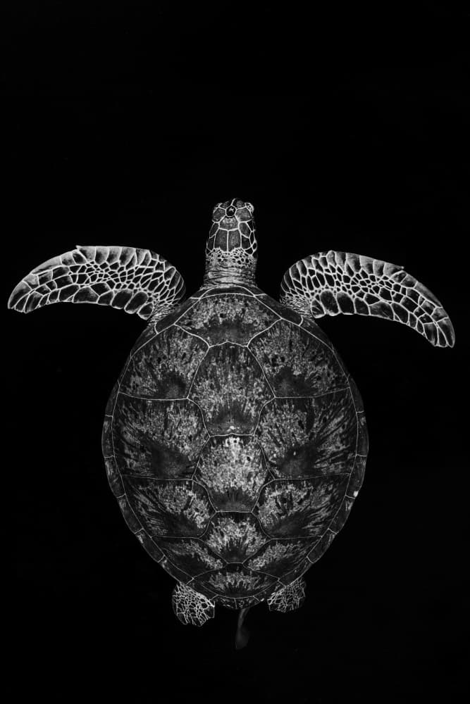Graceful Sea Turtle by Barathieu Gabriel — canvas wall art
