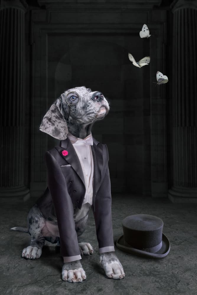 Dapper Dog and Butterflies by Marcel Egger — canvas wall art