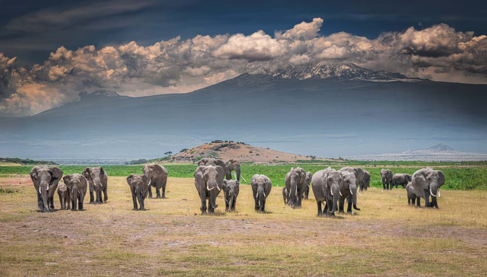 Elephants Under Kilimanjaro by Jeffrey C. Sink — canvas wall art