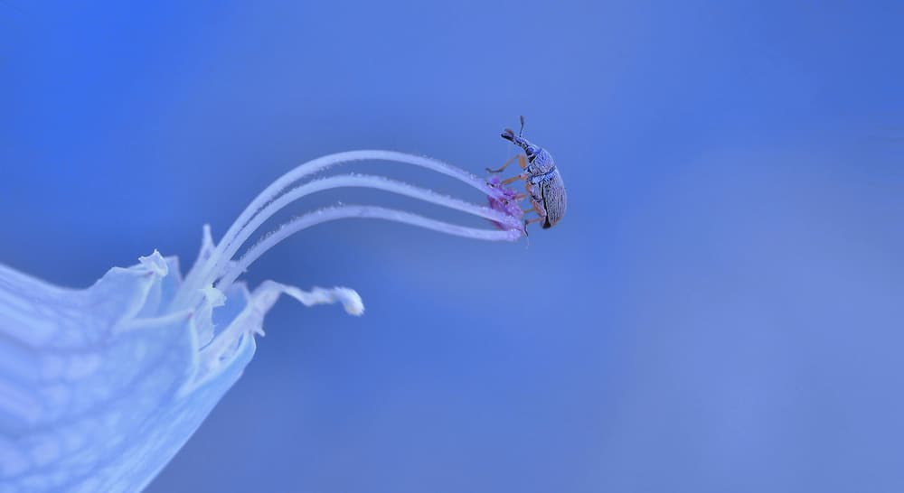 Weevil on Delicate Bloom by Thierry Dufour — canvas wall art