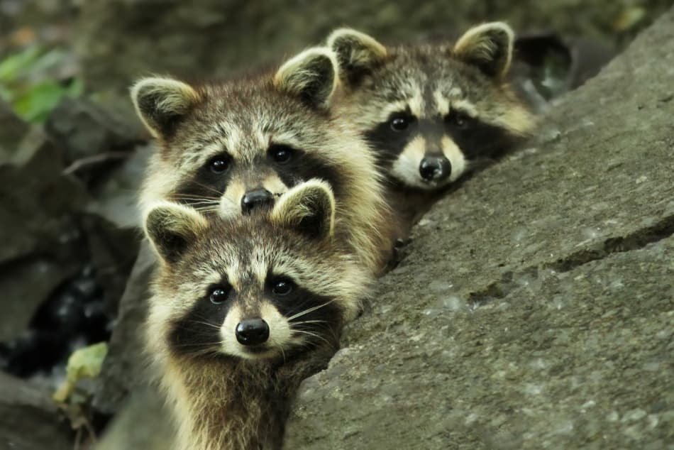 Raccoon Family Peeking by Mircea Costina — canvas wall art