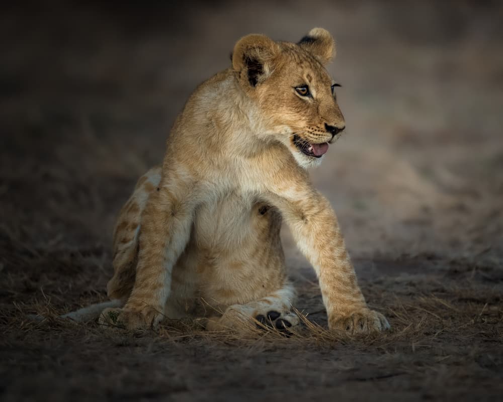 Curious Lion Cub by Ahmed Sobhi — canvas wall art