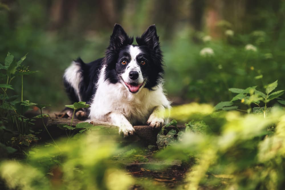 Smiling Forest Collie by Davorin Baloh — canvas wall art