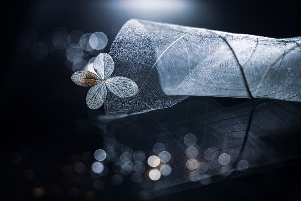 Delicate Leaf Reflection by Igor Kopcev — canvas wall art
