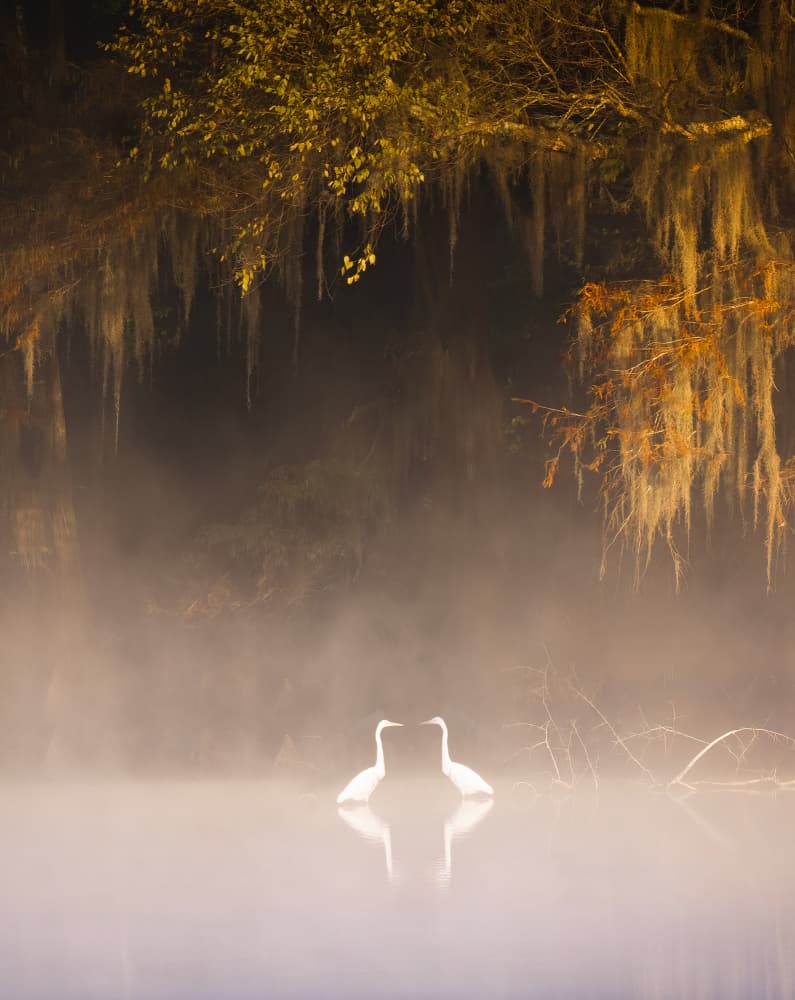 Misty Golden Egrets by Yun Gong — canvas wall art