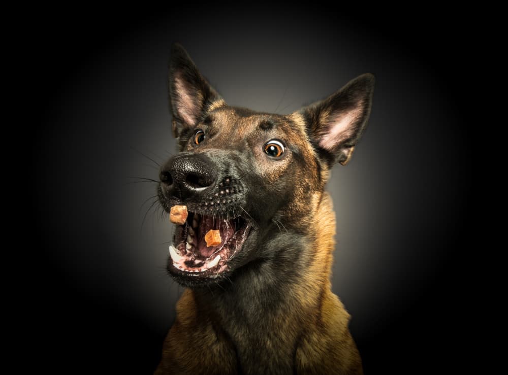 Funny Dog Catching Treat by Dorte Irene Sattrup Lund-Nielsen — canvas wall art