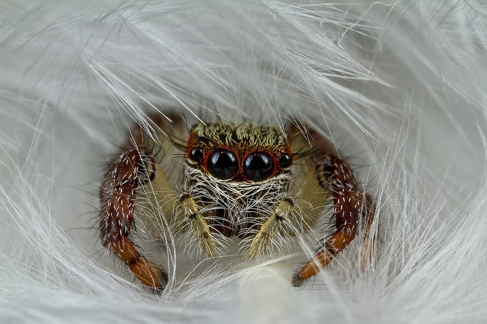 Fluffy Jumping Spider Eyes by Gunarto Song — canvas wall art