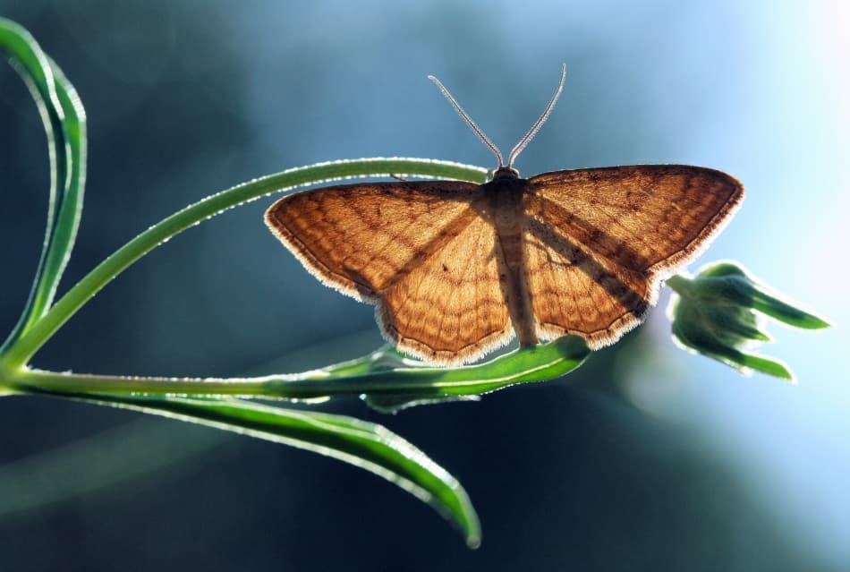 Moth in Golden Light by Jimmy Hoffman — canvas wall art
