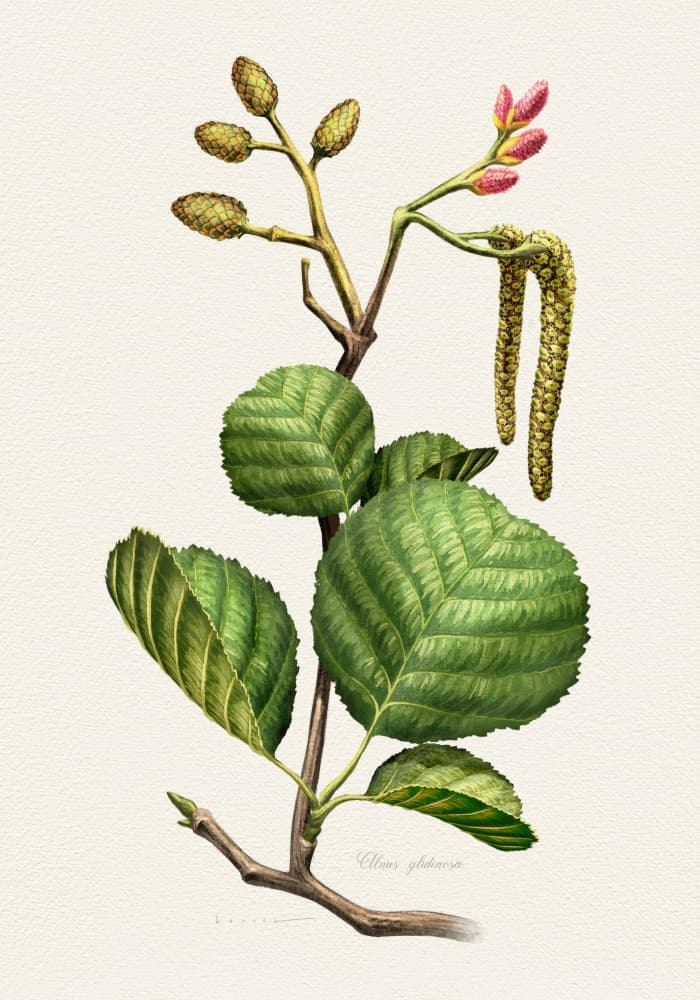 Alder Botanical Study by Juan Hernaz — canvas wall art