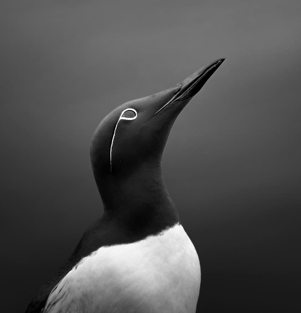 Monochrome Seabird Portrait by Erik Engström — canvas wall art
