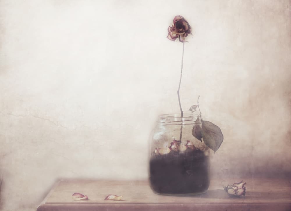 Solitary Faded Rose by Delphine Devos — canvas wall art